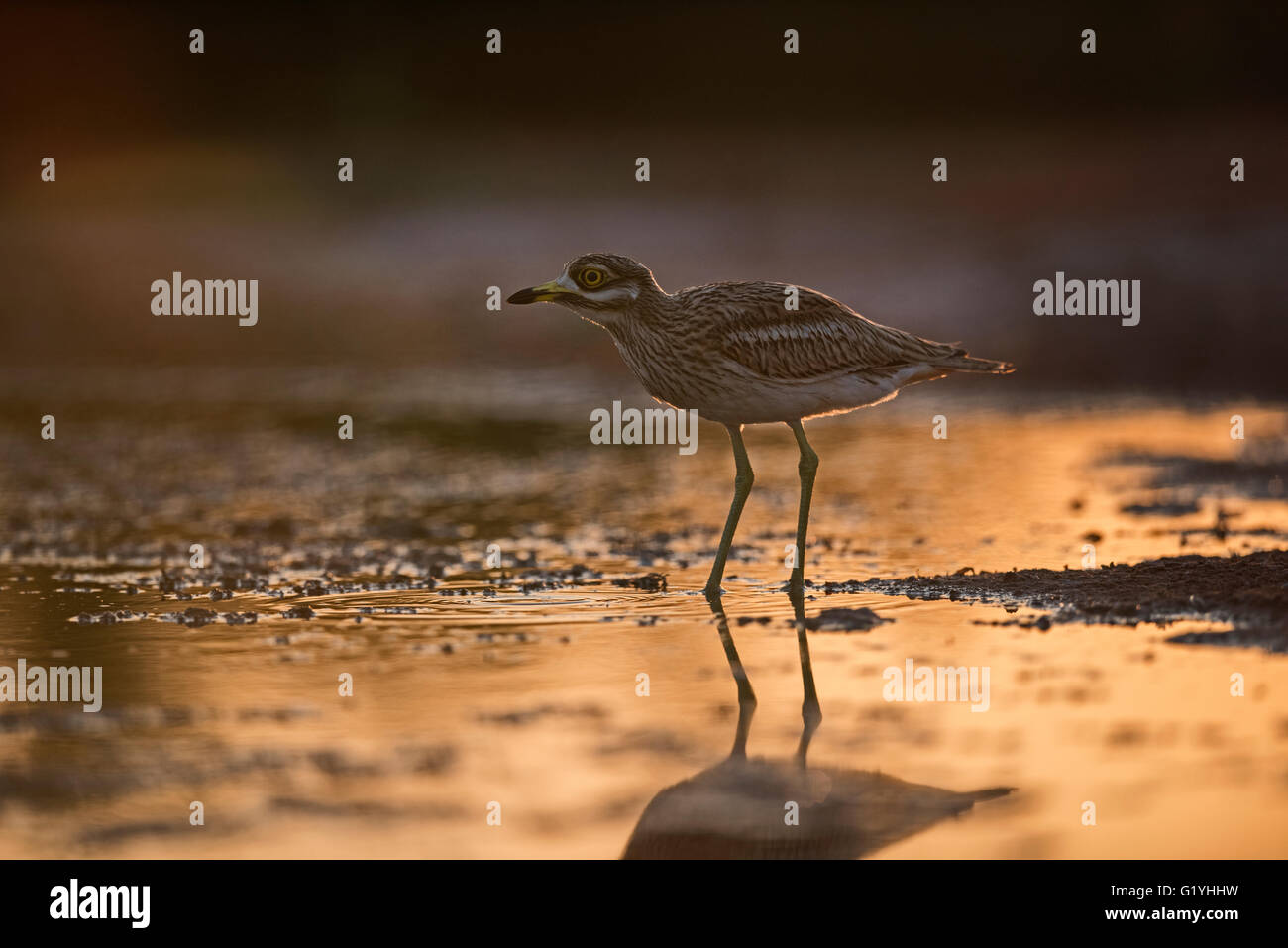 Bruant Culew Burhinus bistriatus Belchite Espagne Banque D'Images