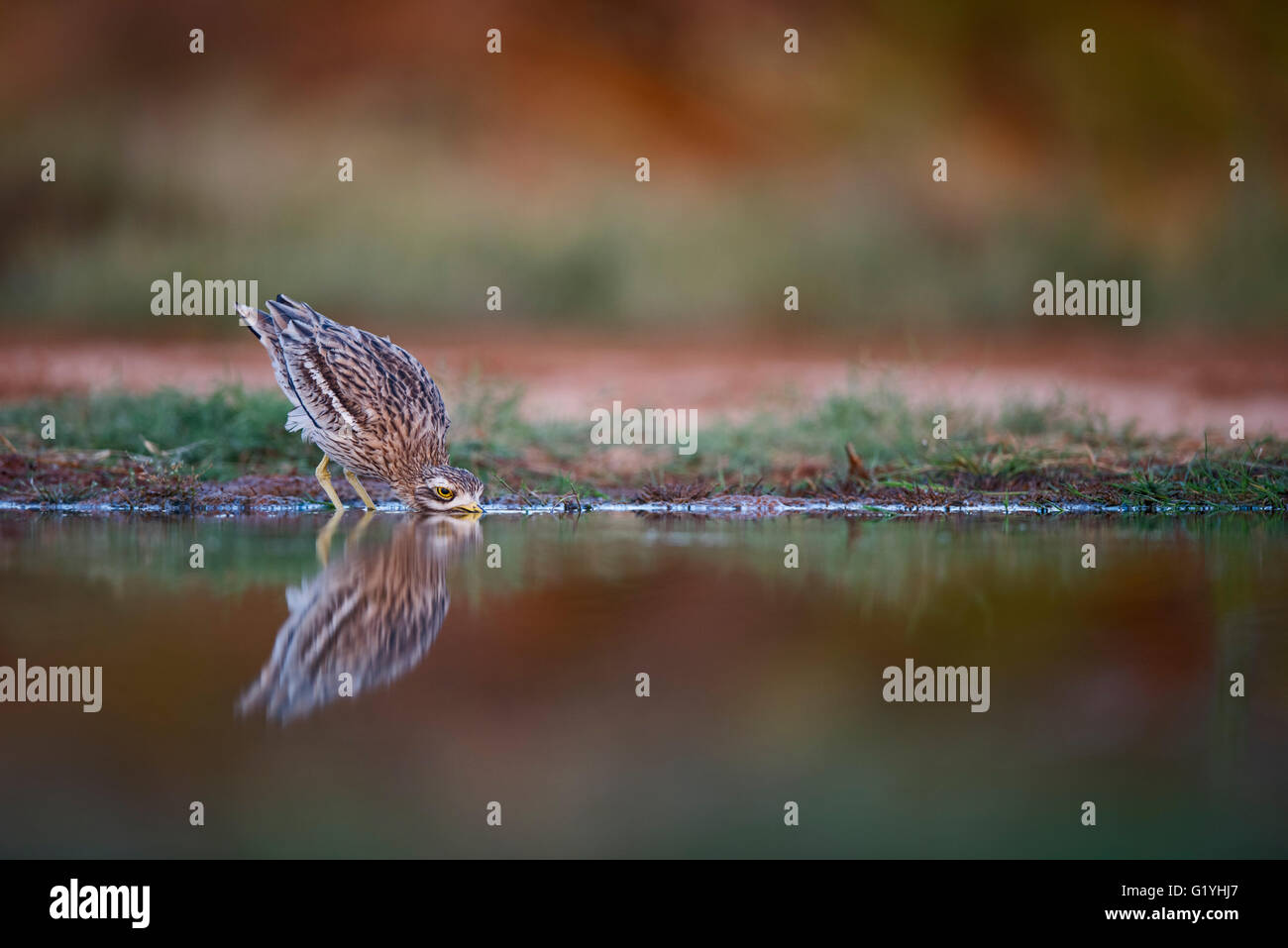 Bruant Culew Burhinus bistriatus Belchite Espagne Banque D'Images