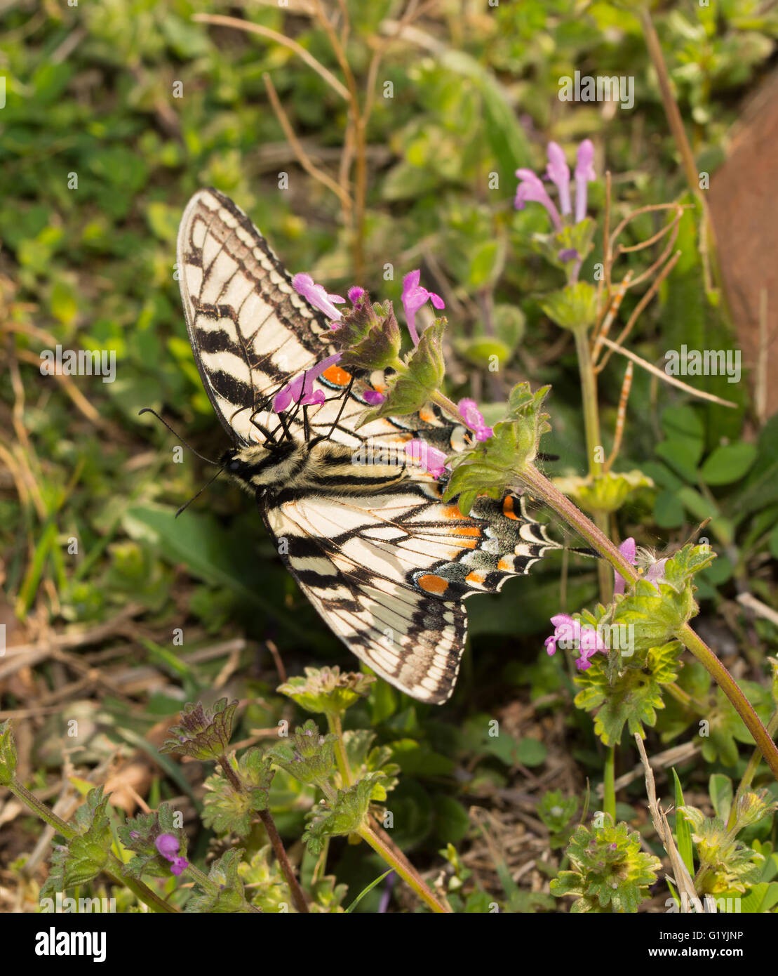 Eastern Tiger Swallowtail butterfly se nourrir la tête en bas sur de minuscules fleurs au printemps Henbit commun Banque D'Images