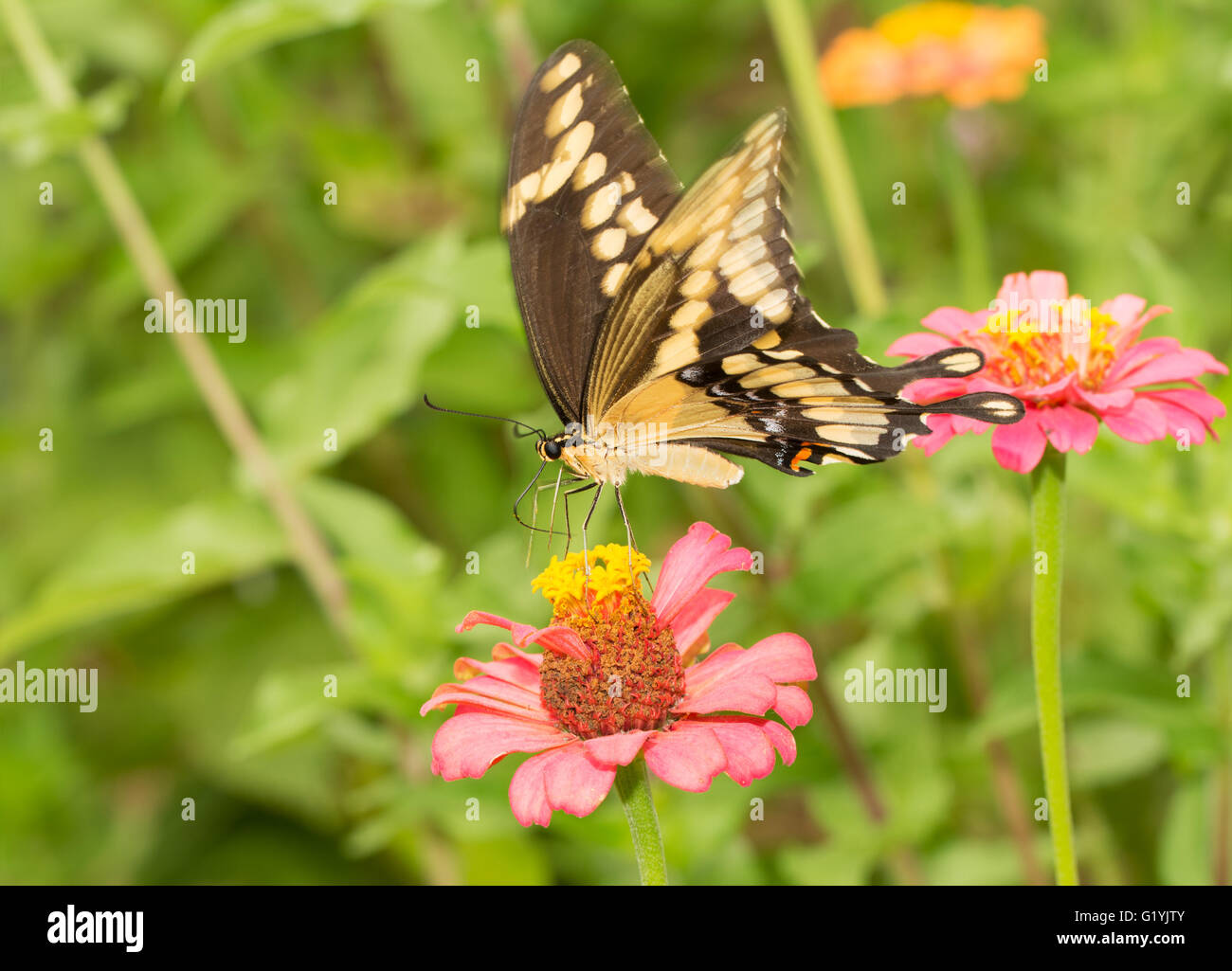 Grand porte-queue papillon sur une rose Zinnia en jardin d'été Banque D'Images