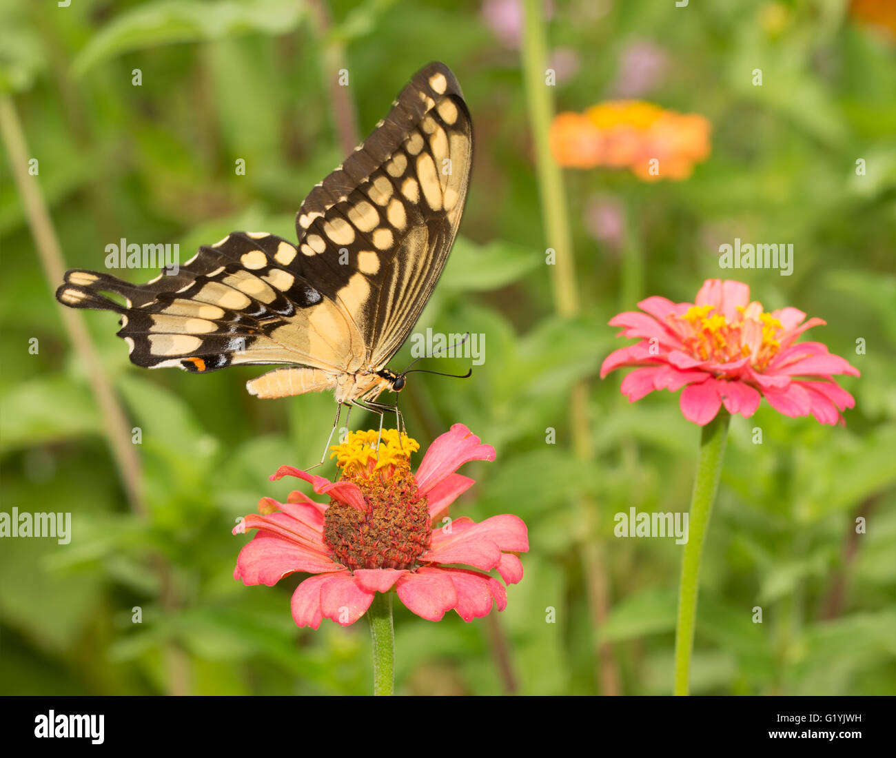 Papilio cresphontes, Giant Swallowtail butterfly, qui se nourrit d'une fleur Zinnia rose Banque D'Images