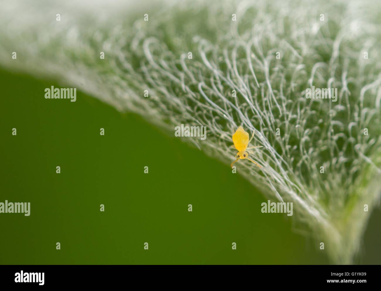 Petite Deuterosminthurus pallipes springtail globulaire. Environ 0,5 mm. C'est la moins courante sous forme de couleur de cette espèce Banque D'Images
