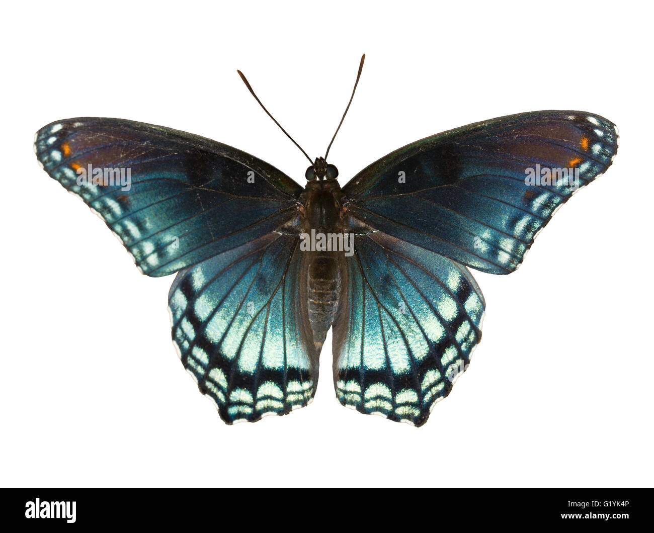 Rouge pourpre, Admiral Limenitis arthemis astyanax, beau papillon bleu isolated on white Banque D'Images