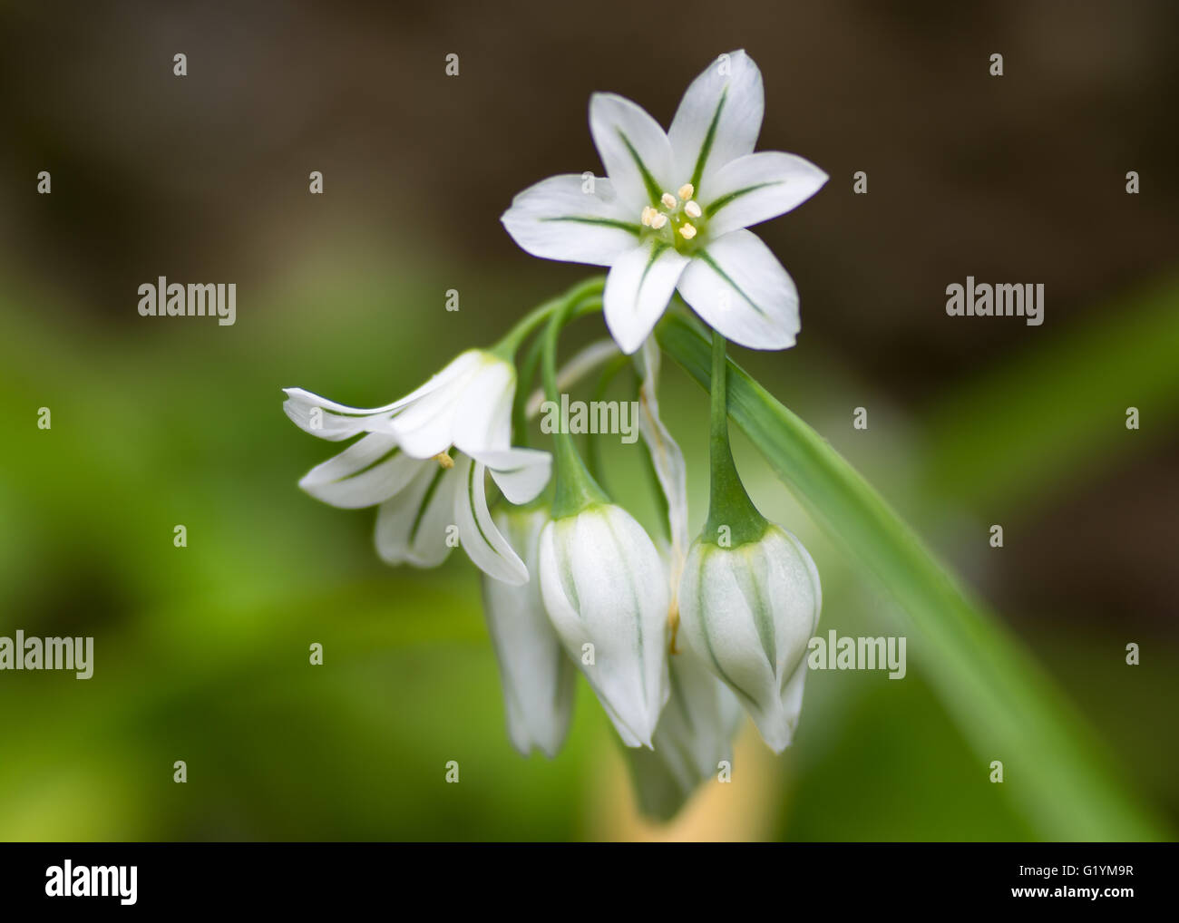 Three-cornered ail (Allium triquetrum) en fleurs. Retombantes, fleurs en forme de cloche de plante de la famille des Amaryllidacées Banque D'Images