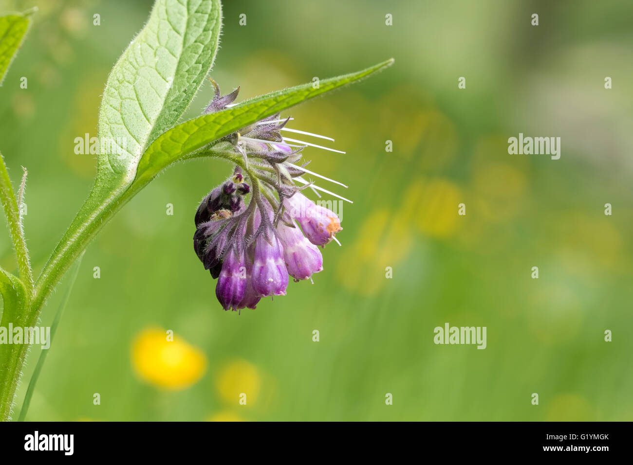 Close-up de fleurs violettes sur une plante appelée consoude commun ou comphrey, Symphytum officinale, genêts en fleurs dans un pré vert. Banque D'Images
