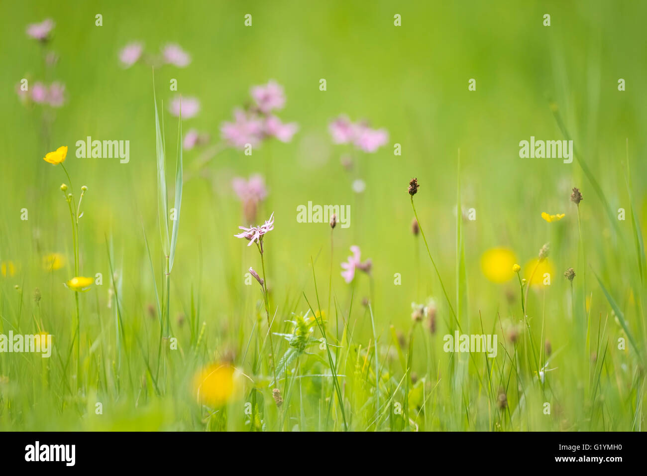 Ragged-Robin fleurs, Lychnis flos-cuculi, dans un pré en fleurs avec des couleurs vives et la lumière solaire naturelle. Banque D'Images