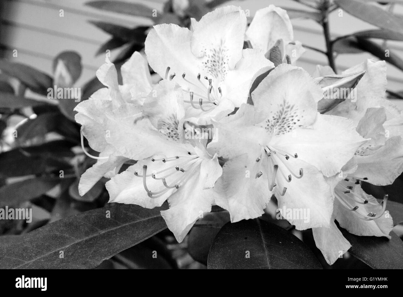 Rhododendrons en fleurs fleurs de printemps en noir et blanc. Banque D'Images