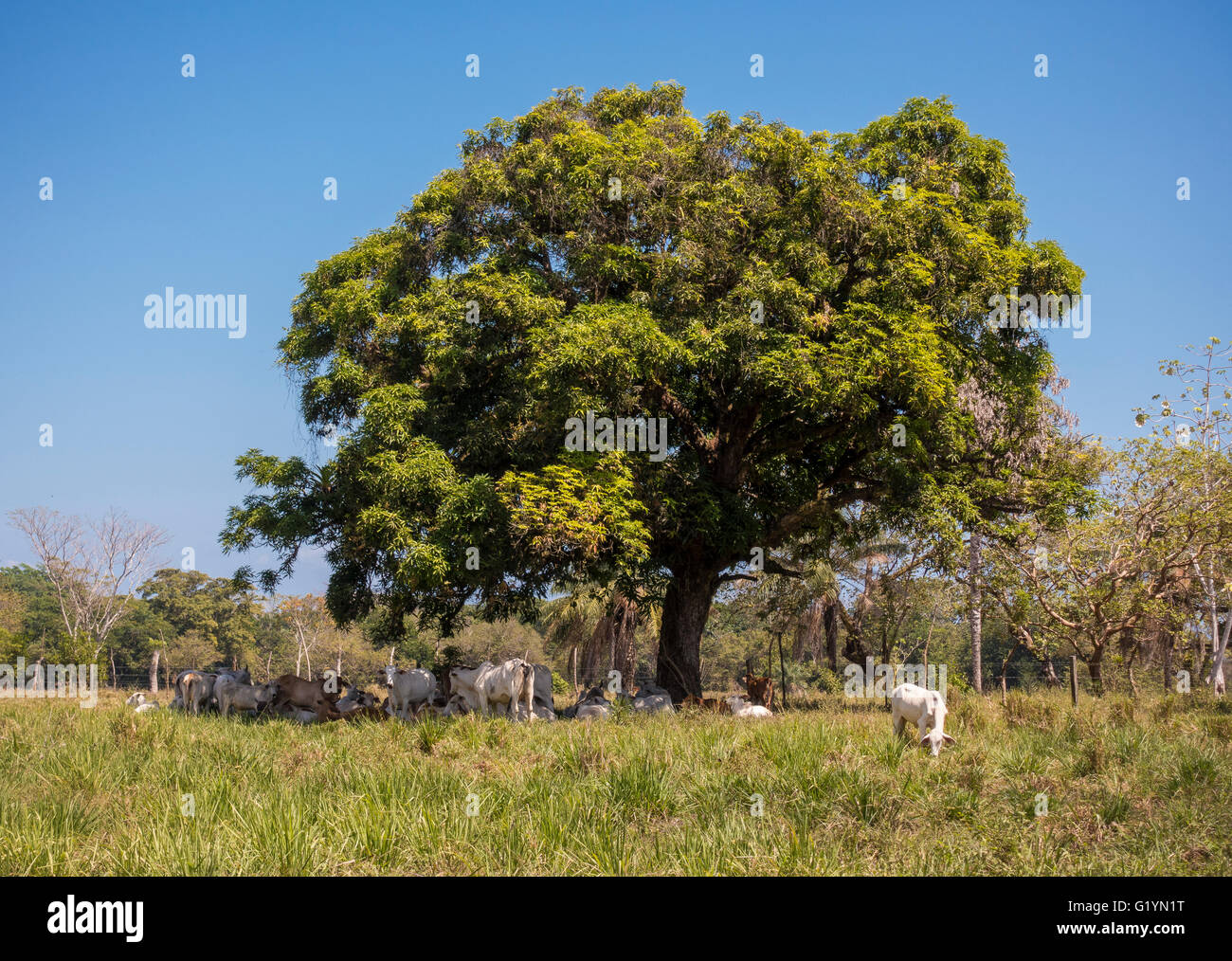 PUERTO JIMENEZ, COSTA RICA - le pâturage du bétail en vertu de l'arbre d'ombrage dans les pâturages, péninsule d'Osa. Banque D'Images