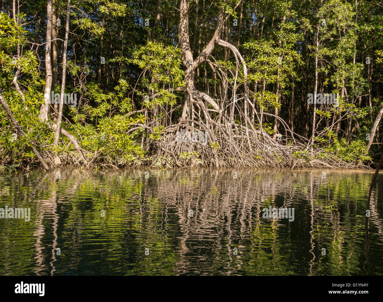 Péninsule de Osa, COSTA RICA - River et de mangrove. Banque D'Images