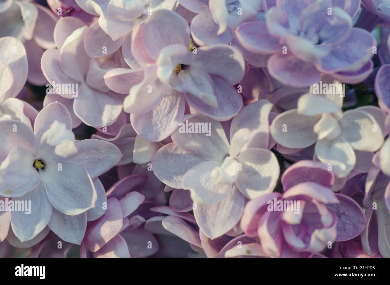 Libre à fleurs lilas pourpre Banque D'Images