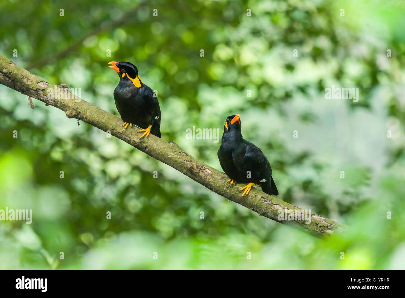 Myna de colline. Banque D'Images