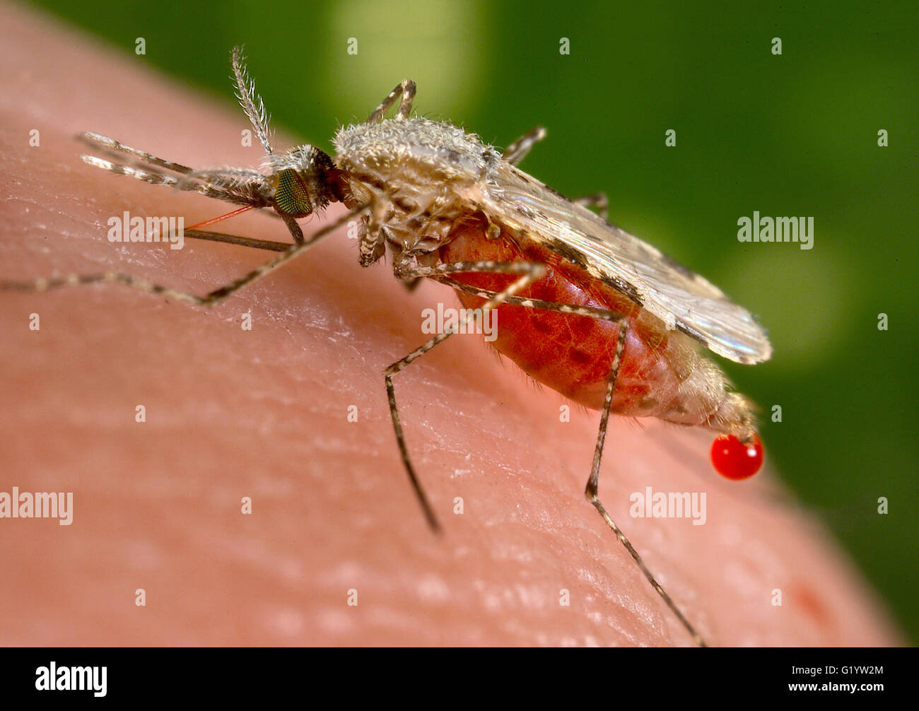 Piqûre de moustique. Close up d'un moustique Anopheles stephensi femelle d'alimentation, un porteur connu de paludisme. Banque D'Images