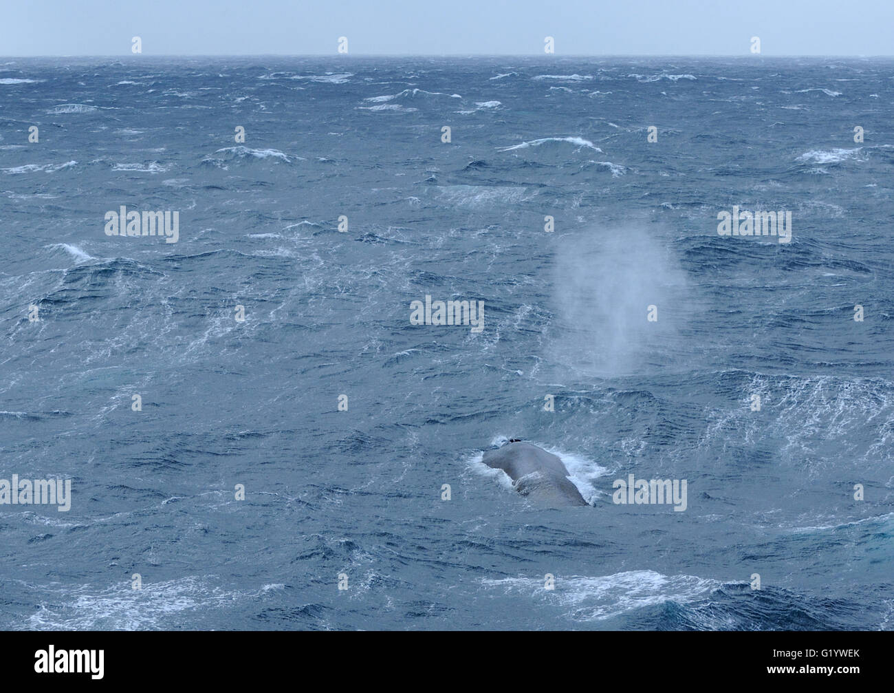 Un rorqual bleu (Balaenoptera musculus) souffle comme elle fait surface. L'Île Saunders, îles Sandwich du Sud. Océan Atlantique Sud. Banque D'Images