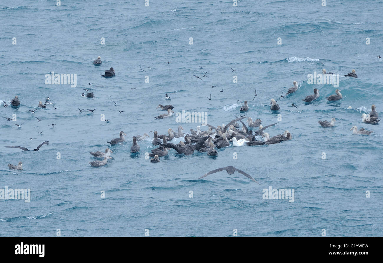 Une collection d'oiseaux de mer se nourrissent d'un patch de krill ou de petits poissons de surface de la mer. Au large des îles Sandwich du Sud. Banque D'Images