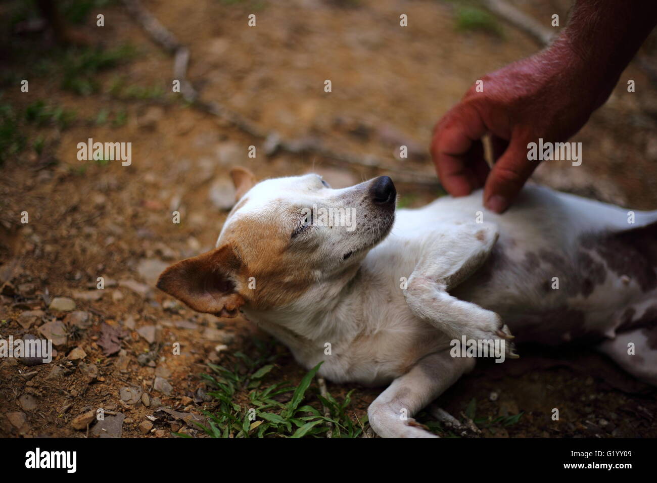 Petit chien blanc d'être caressé Banque D'Images