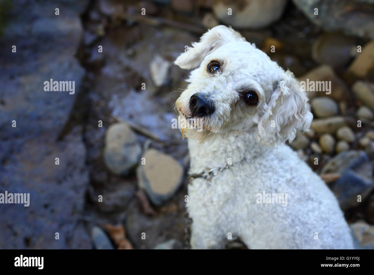 Petit chien blanc avec une rivière rock fond Banque D'Images