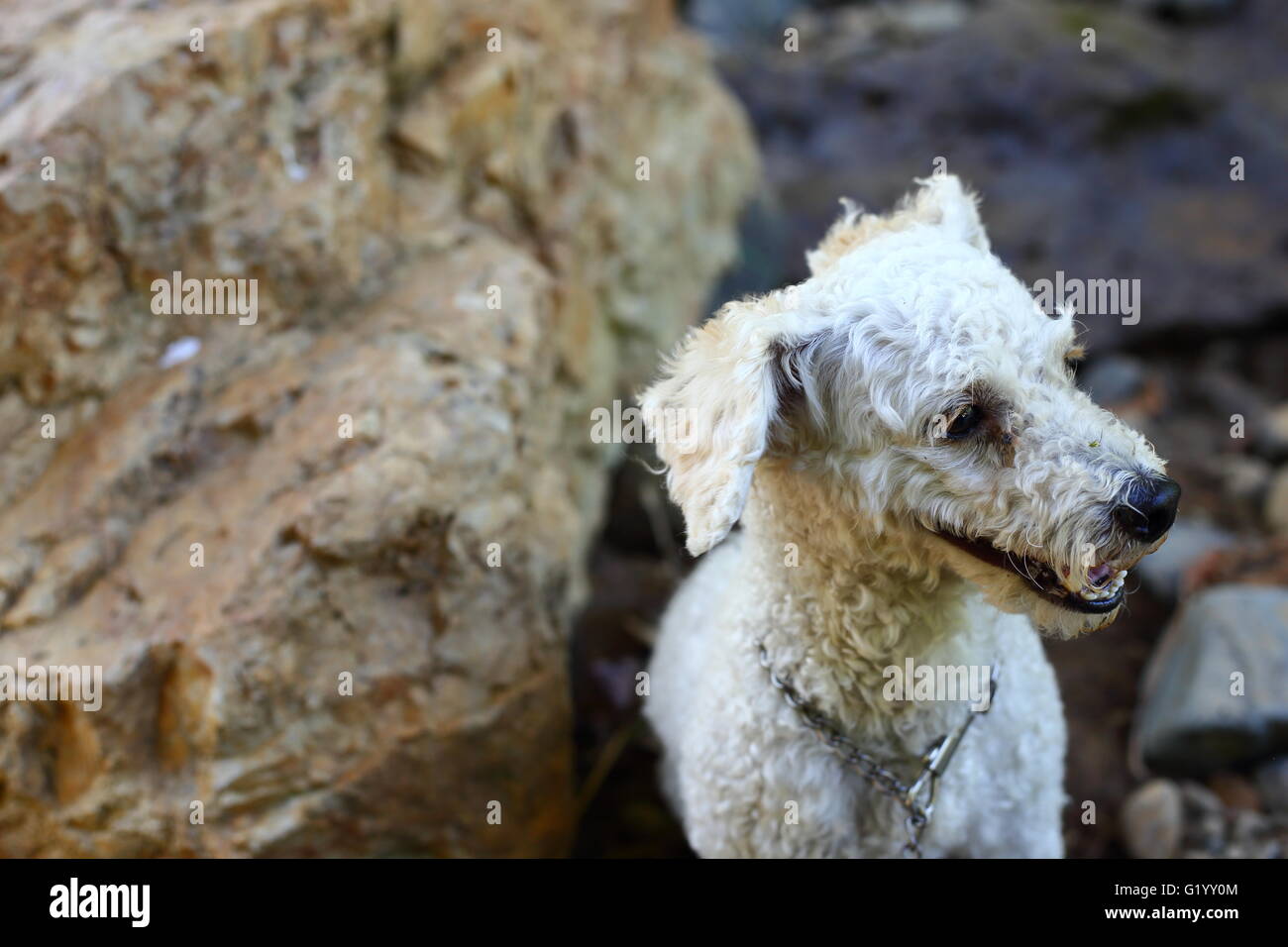 Petit chien blanc avec une rivière rock fond Banque D'Images