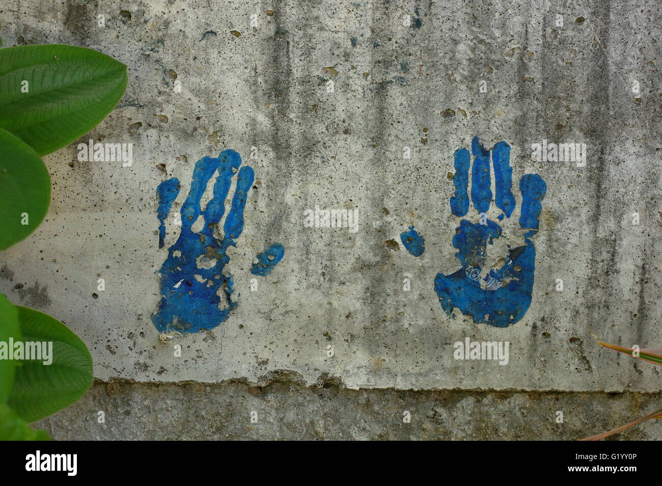 La peinture bleue s'imprime sur un mur de béton encadré par des feuilles vertes Banque D'Images