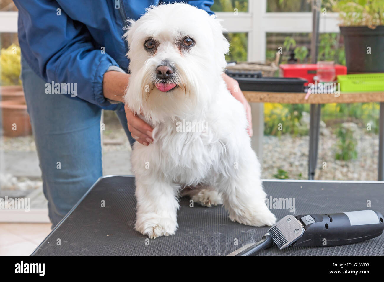 Maltais blanc chien est debout sur la table de toilettage et est à la recherche de l'appareil photo. Banque D'Images