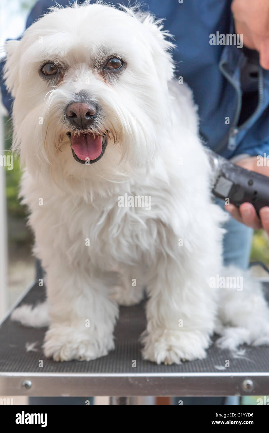 L'arrière de toilettage chien maltais blanc par rasoir électrique. Le chien est debout sur la table de toilettage et regardant la caméra. Banque D'Images