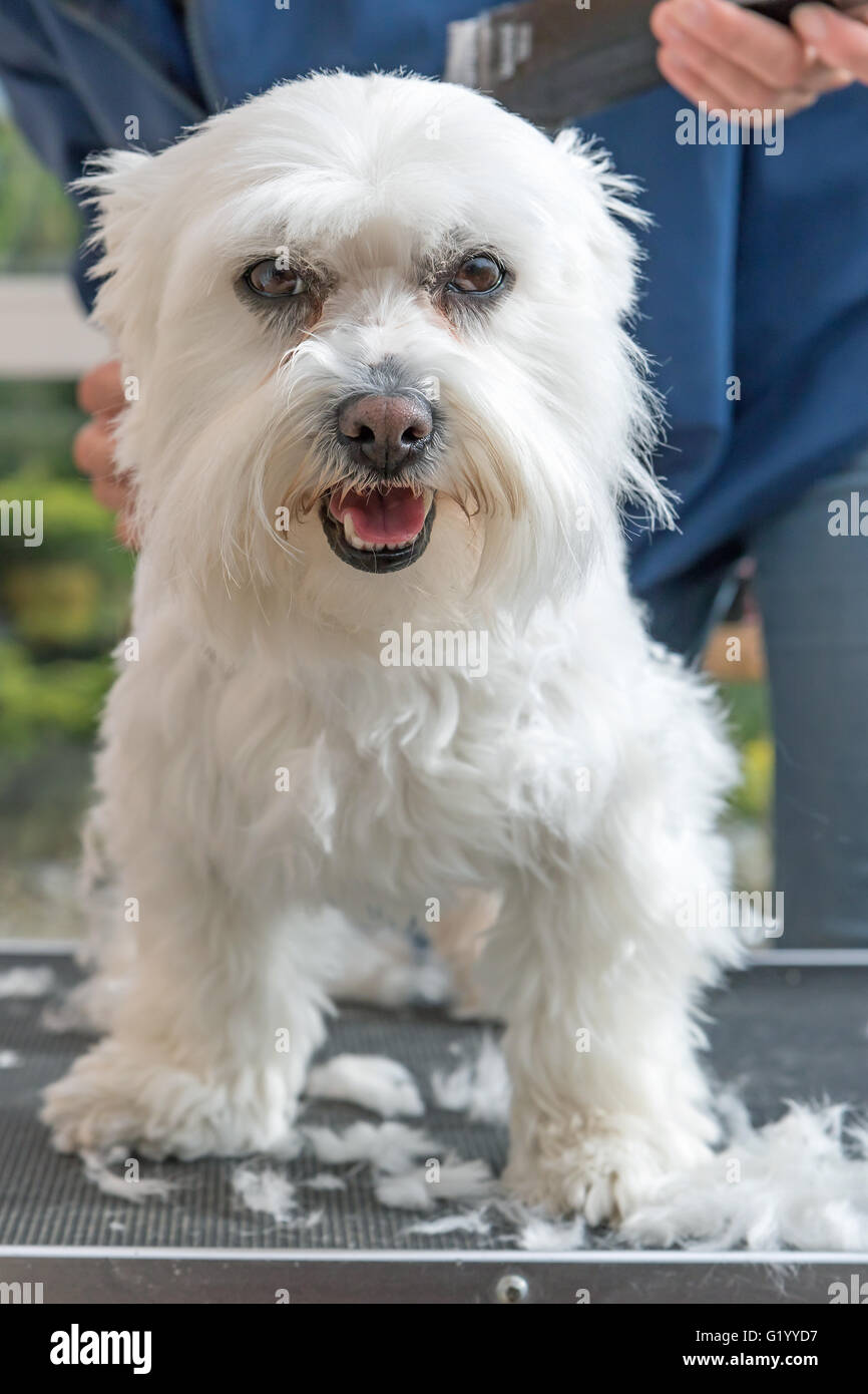 La tête de toilettage chien maltais blanc par rasoir électrique. Le chien est debout sur la table de toilettage et regardant la caméra. Banque D'Images