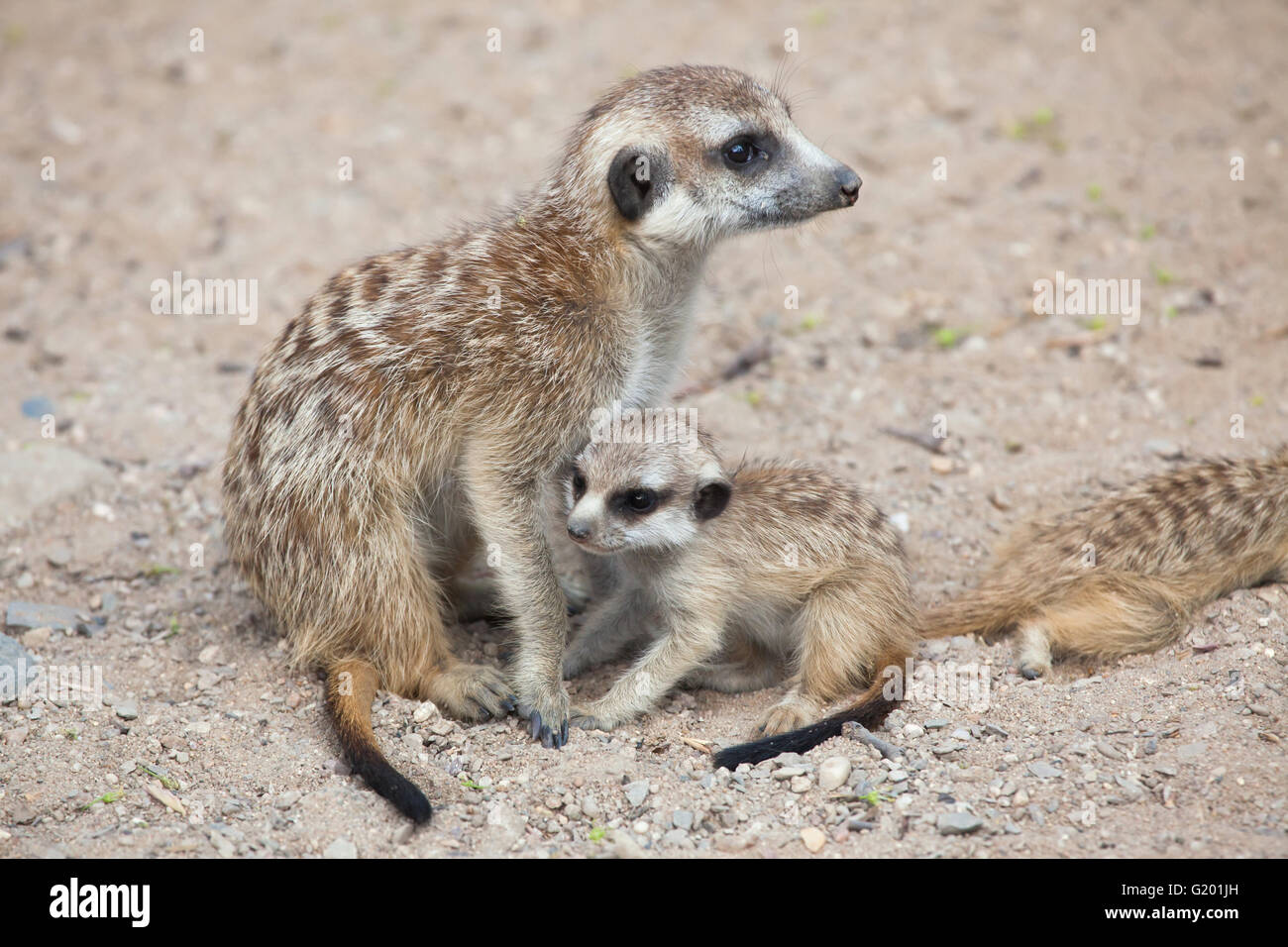 Meerkat (Suricata suricatta), également connu sous le nom de suricate au Zoo de Prague, République tchèque. Banque D'Images