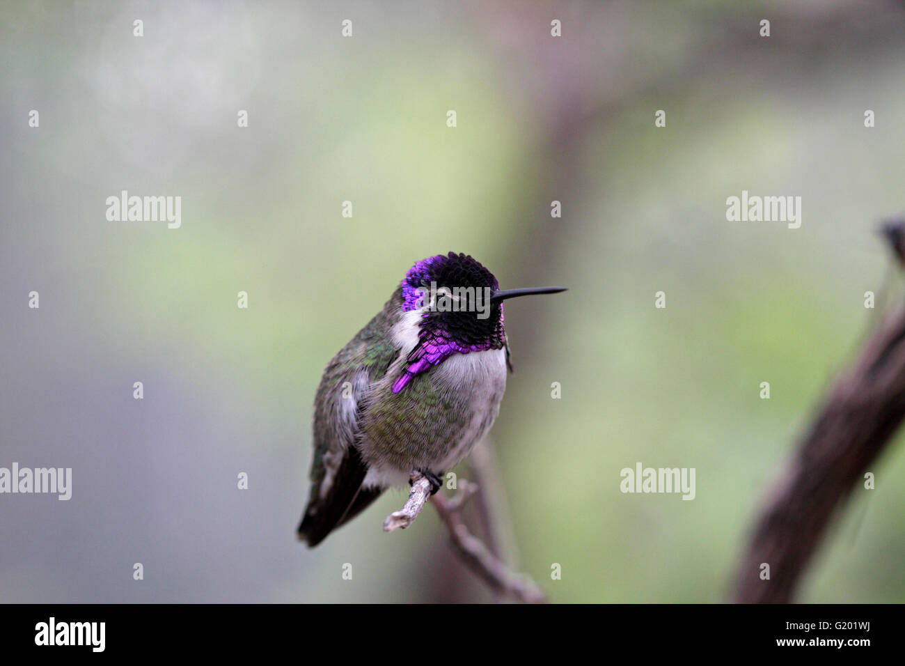 Costa's hummingbird (Calypte costae) Banque D'Images