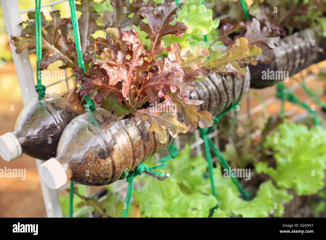 Laitue de plus en plus utilisé dans les bouteilles en plastique, les réutiliser recycler eco concept, tonification Banque D'Images