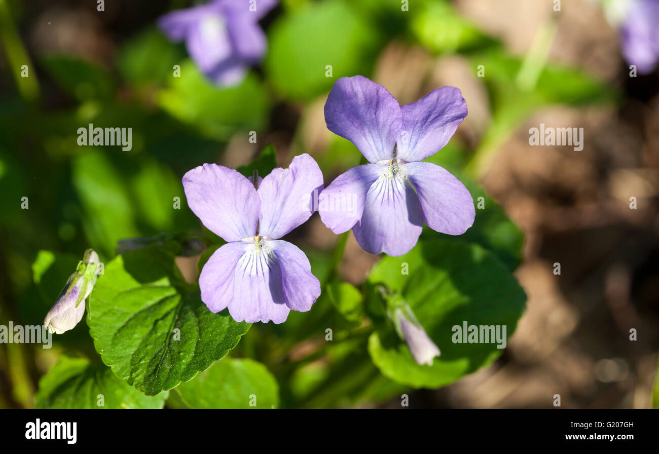 Chien commun-violette (Viola riviniana) Banque D'Images