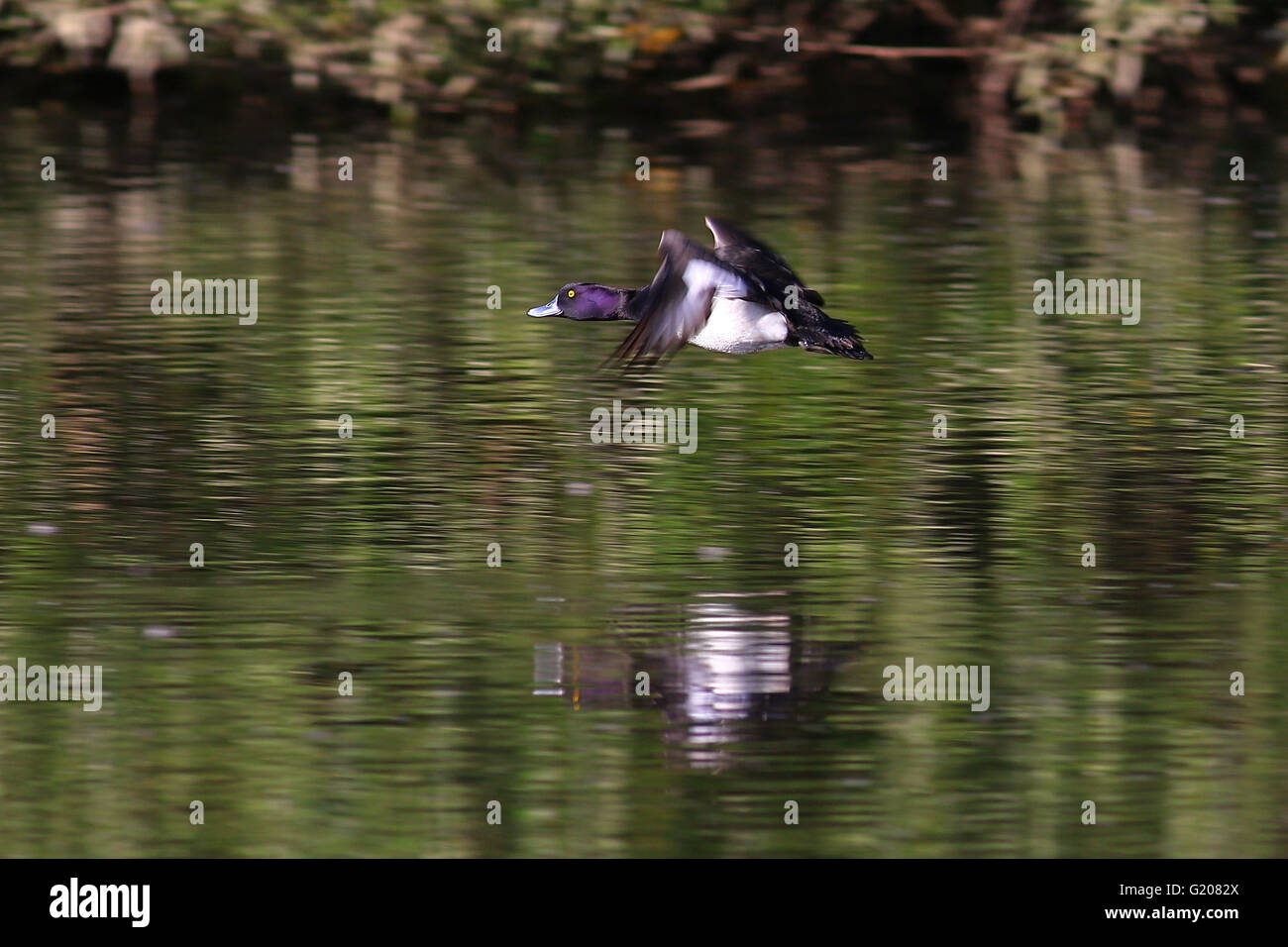 Fuligule morillon Aythya fuligula, faible en vol, sur l'eau Banque D'Images