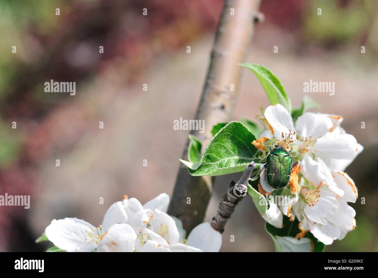 Green peut-bug sur une fleur blanche Banque D'Images