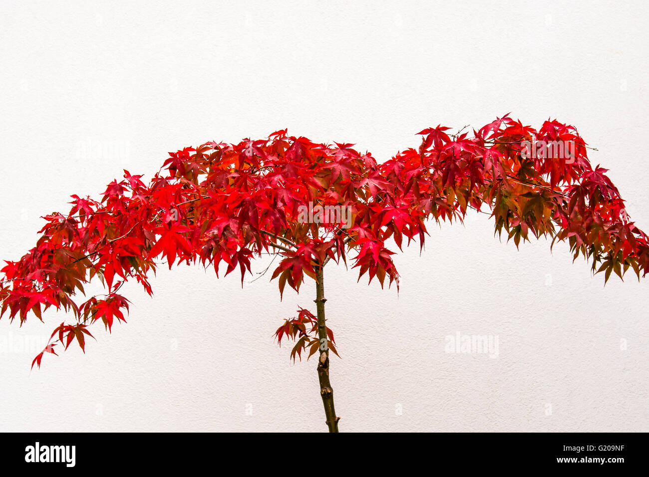 Couleurs d'automne rouge fabuleux d'un Acer dans un jardin du nord de Londres, au Royaume-Uni. Banque D'Images