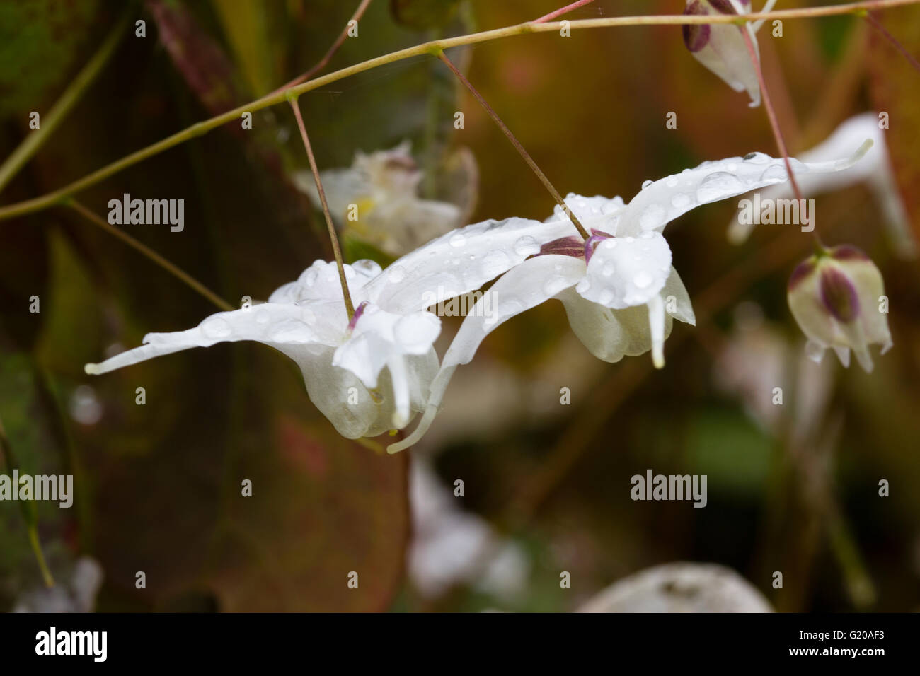 Grand blanc de printemps fleurs des vivaces à feuilles persistantes, Epimedium '' Banque D'Images