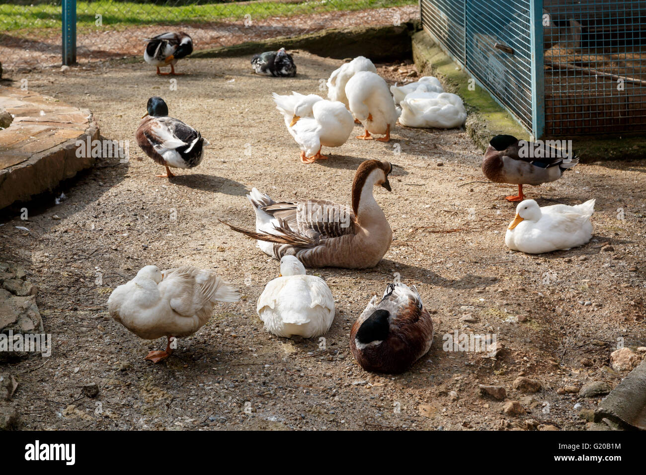 Voir d'oie ou de canard dans une cage sur le terrain Photo Stock - Alamy