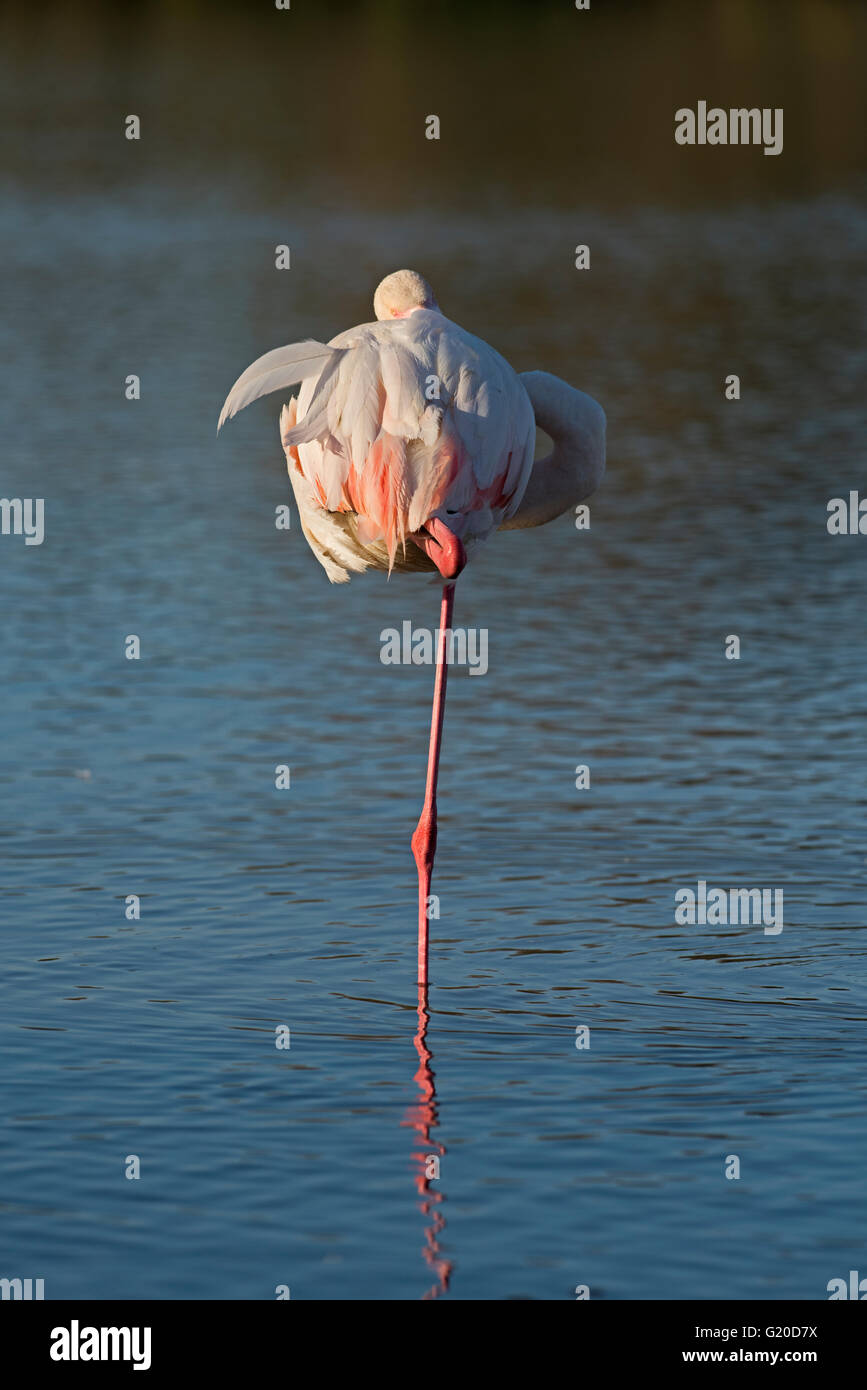 Flamant rose Phoenicopterus roseus Camargue Provence France Banque D'Images