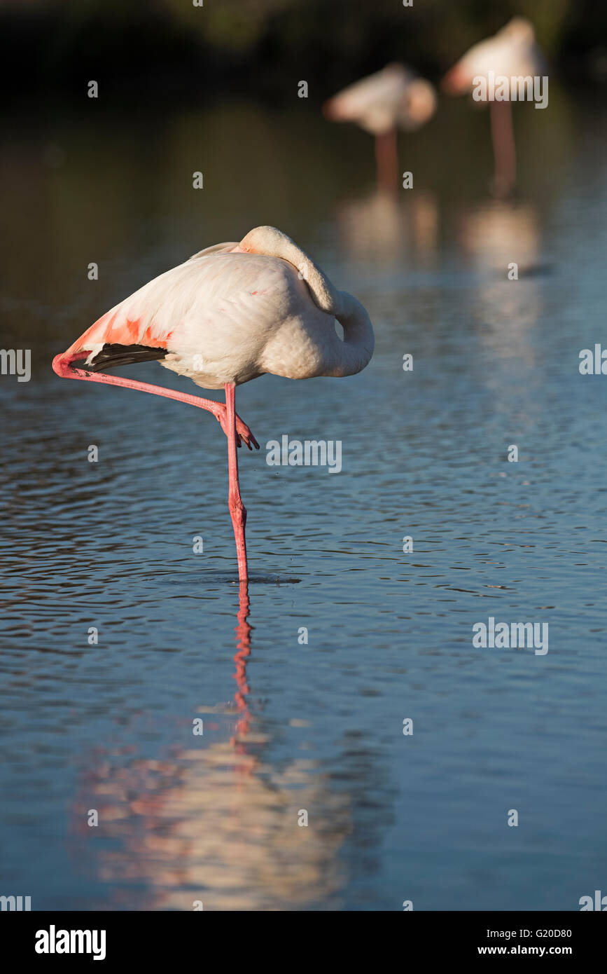 Flamant rose Phoenicopterus roseus Camargue Provence France Banque D'Images