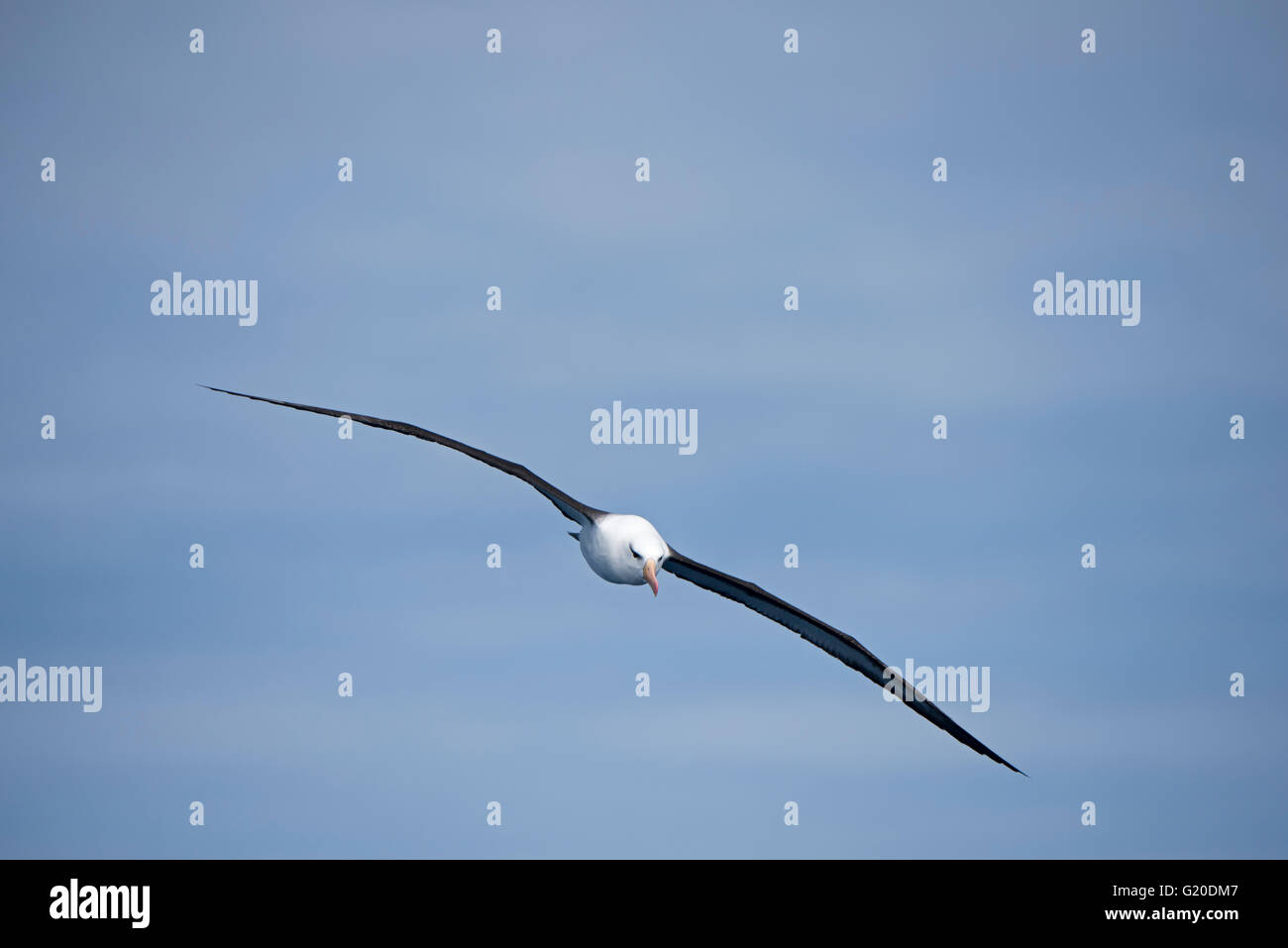 Albatros à sourcils noirs Thalassarche melanophris en Atlantique sud au large de la Géorgie du Sud Janvier Banque D'Images