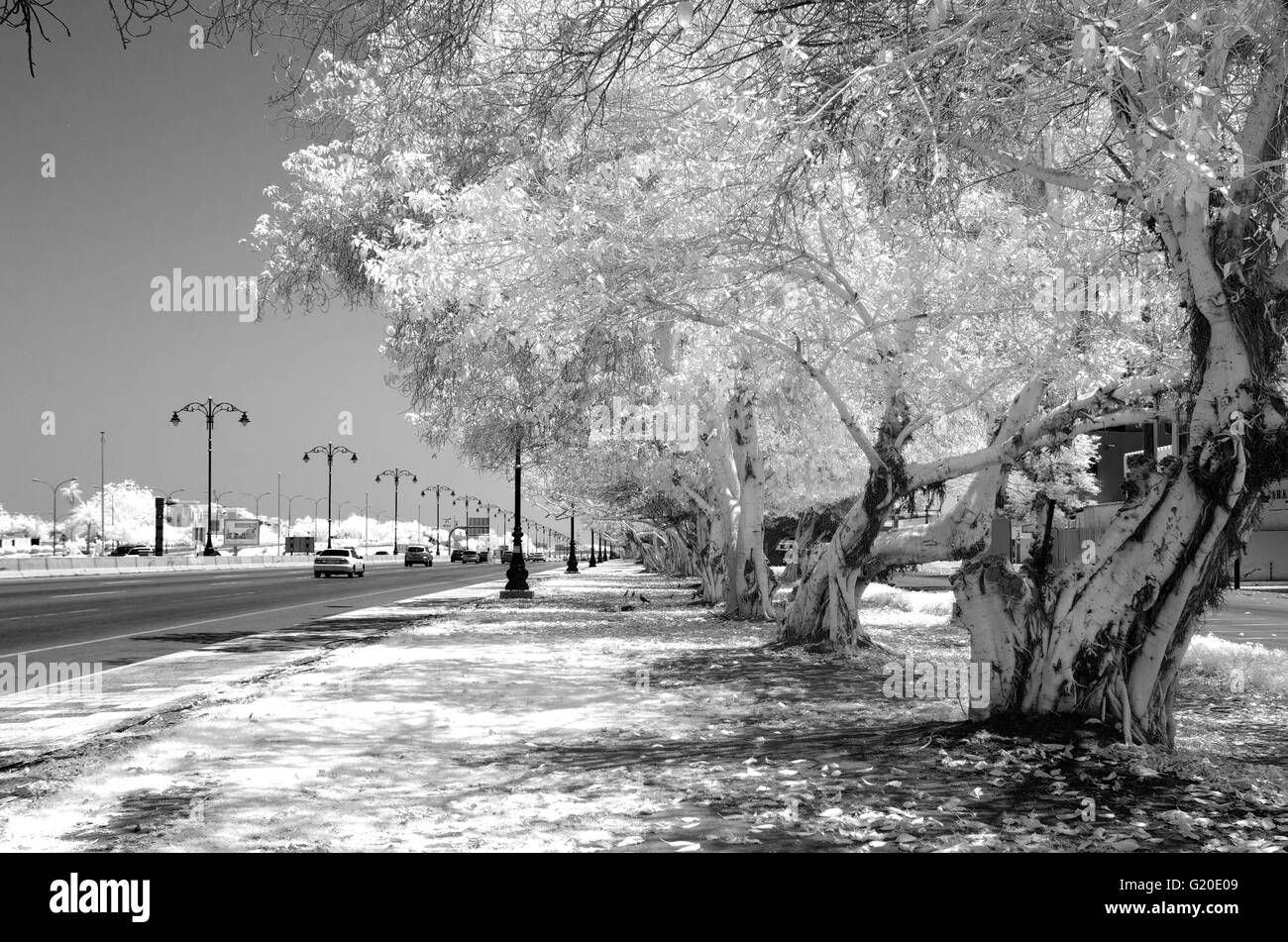 Image infrarouge monochrome d'une rue bordée d'arbres Banque D'Images