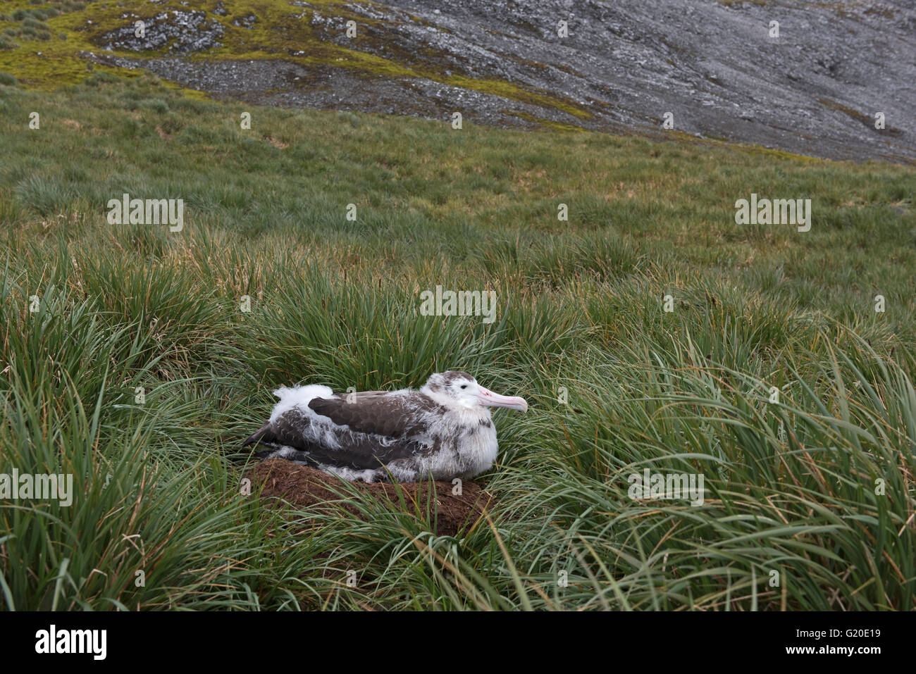 10 mois albatros hurleur Diomeda exulans presque prêt à quitter nest at Cape Alexandra, la Géorgie du Sud Banque D'Images