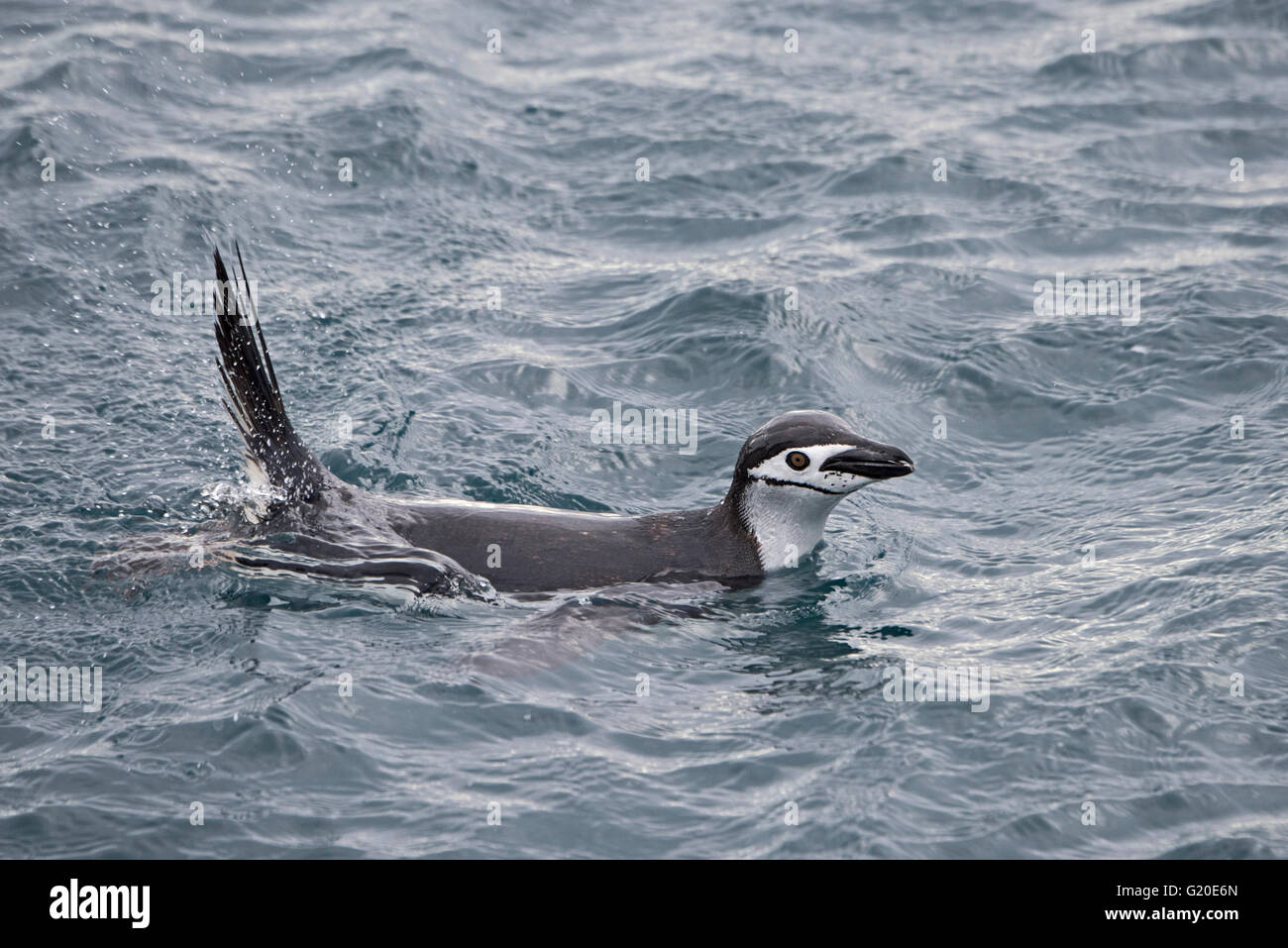Jugulaire Penguin Pygoscelis antarcticus au large de la Géorgie du Sud Banque D'Images