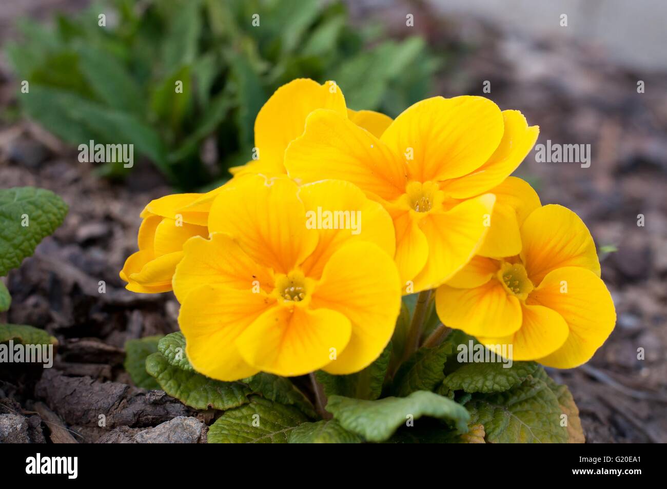 La floraison jaune printemps primevères en fleur lit Banque D'Images