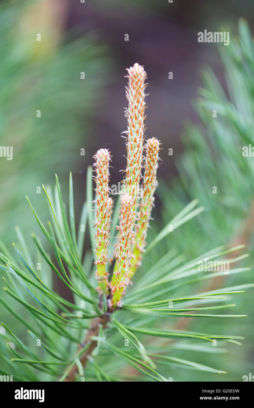 Le pin sylvestre (Pinus sylvestris) fleur mâle tête. Banque D'Images