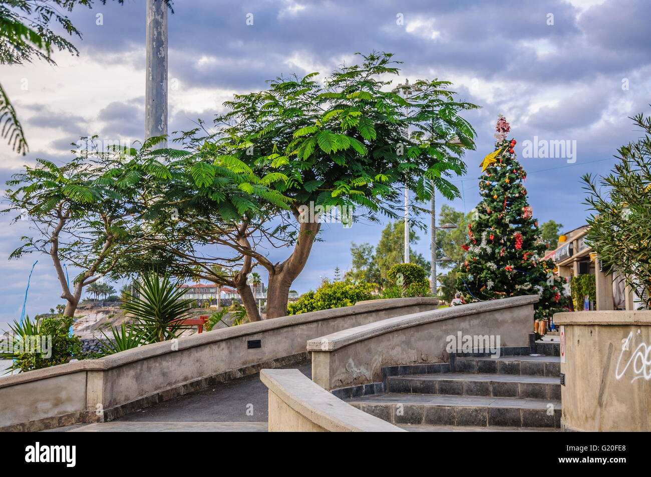 Arbre et l'arbre de Noël à Tenerife, Espagne. Banque D'Images