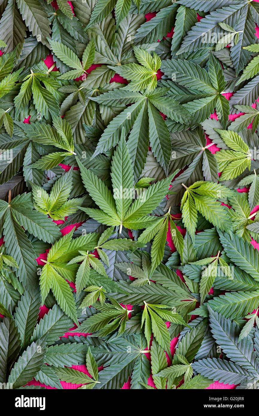 Les feuilles des plantes de cannabis sativa Banque D'Images