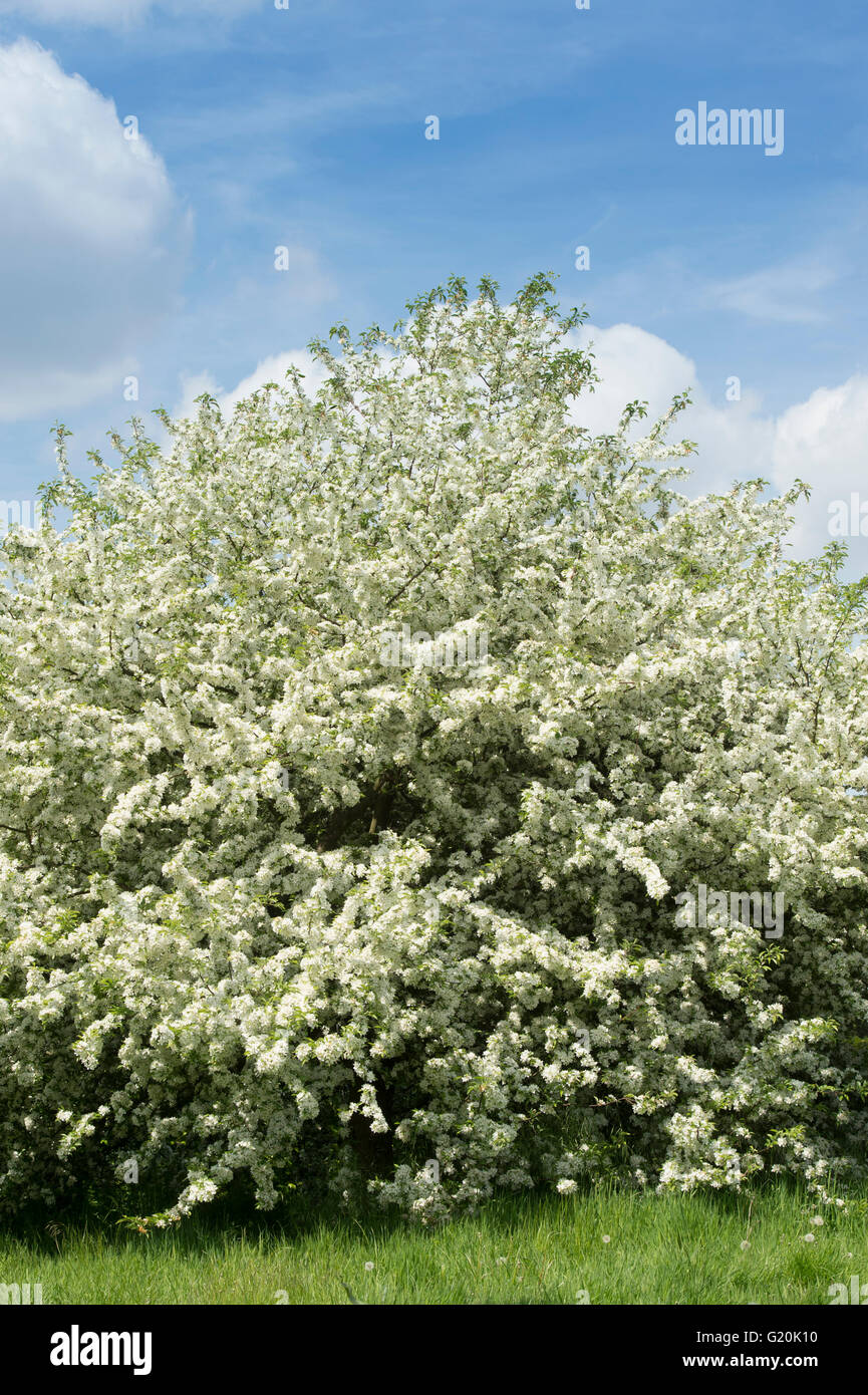 Malus toringo. Crabe japonais pommier en fleurs Banque D'Images
