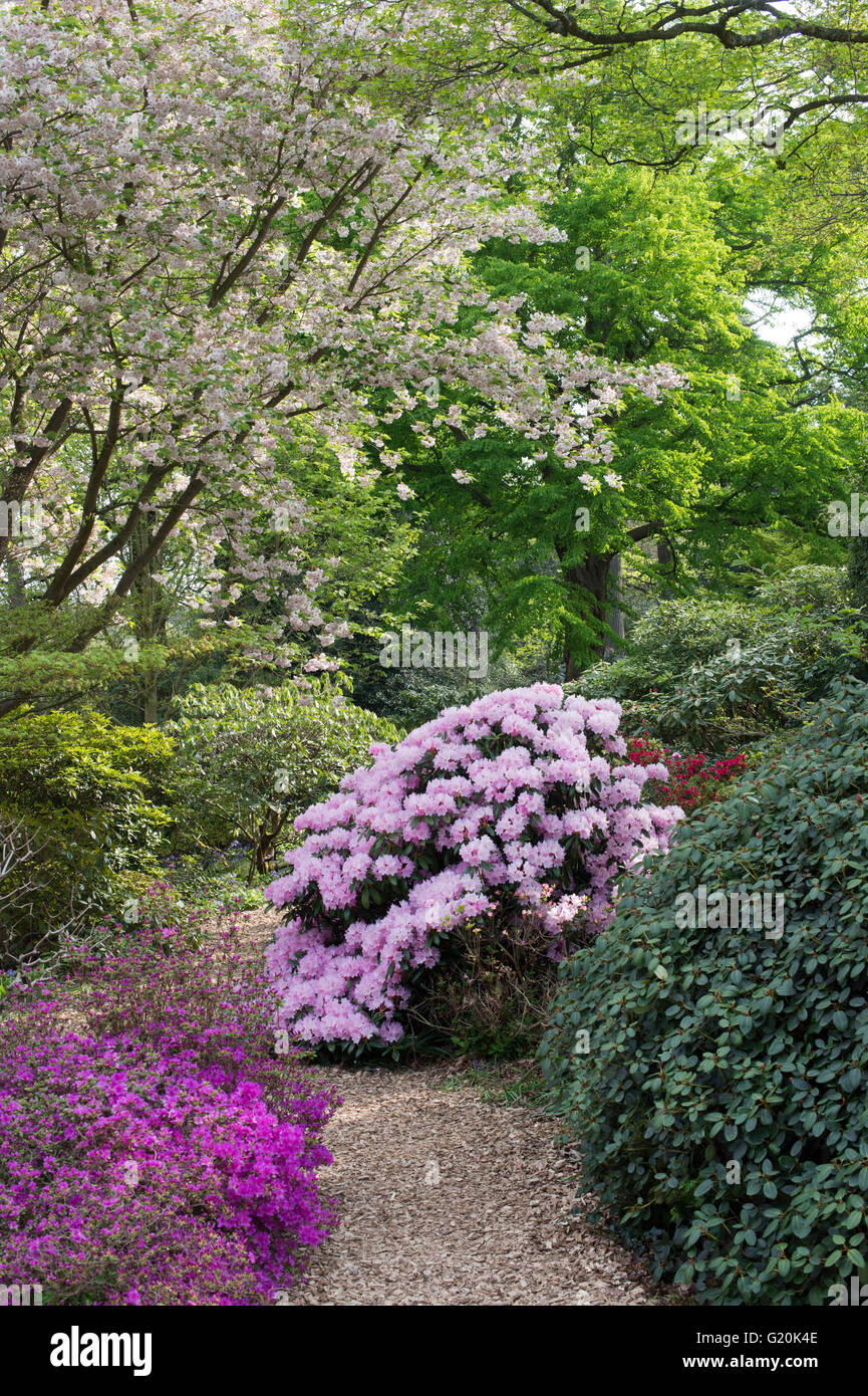 Rhododendron Degronianum ssp. Heptamerum Ho Emma au printemps à RHS Wisley Gardens, Surrey, Angleterre Banque D'Images