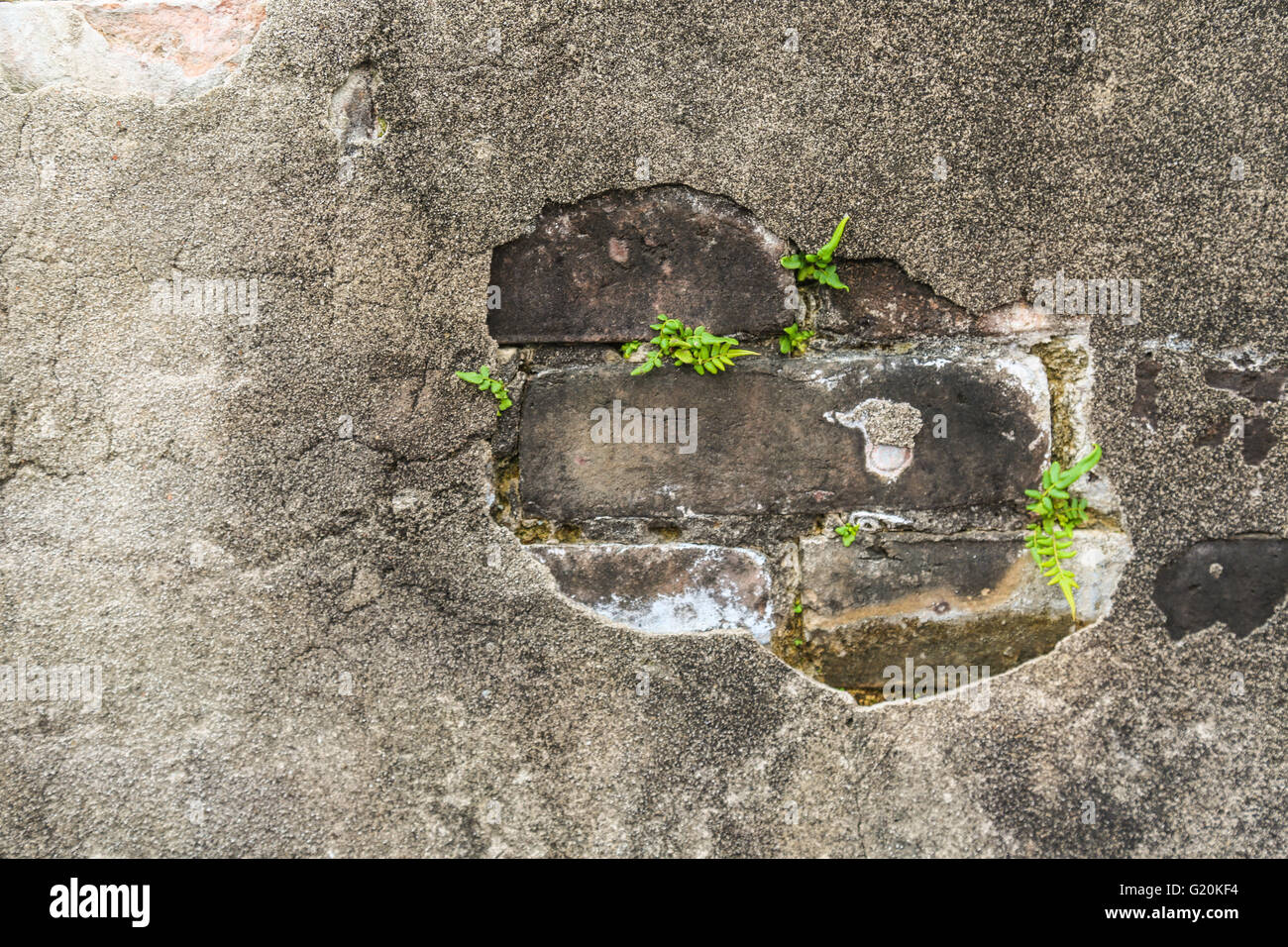 Détail de plusieurs fougères poussant dans les lacunes dans le mortier au mur dans la Nouvelle-Orléans Banque D'Images