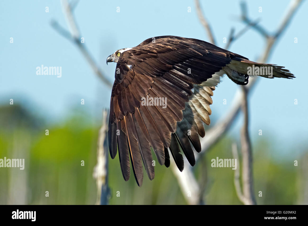 Osprey en vol Banque D'Images