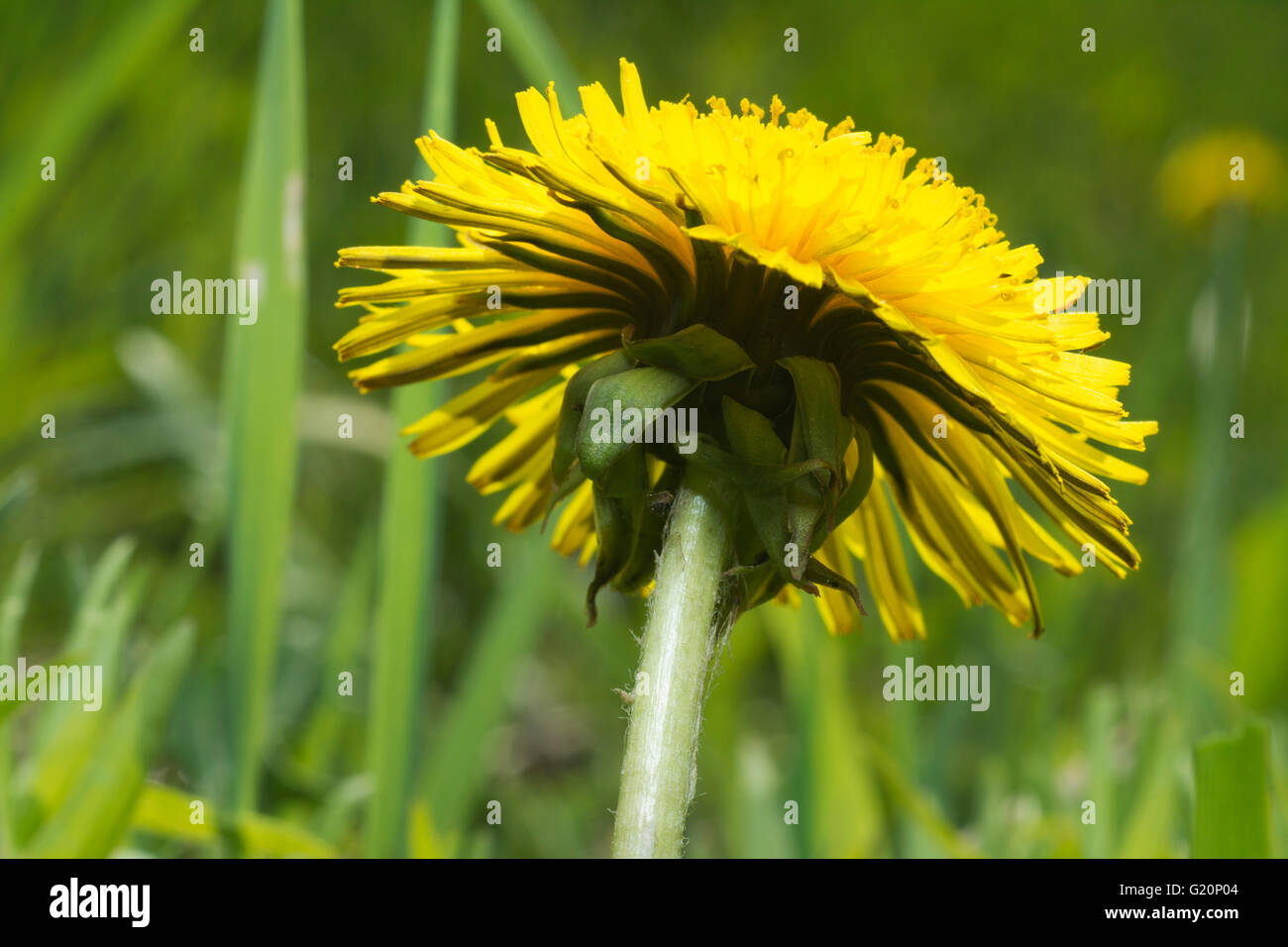 Pissenlit jaune (Taraxacum officinale) fleur en fleur de métier Banque D'Images