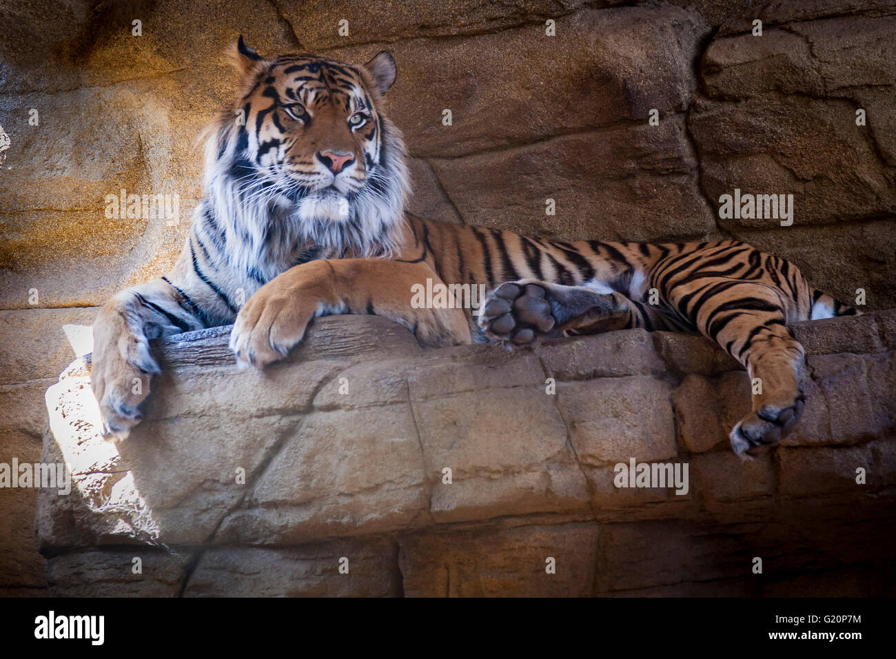 Tigre de Sumatra. Panthera tigris sumatrae, le Zoo de Londres, Banque D'Images